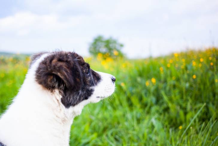 Jeune Aïdi de profil