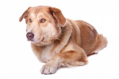 Un Aïdi en position statique sur fond blanc