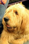 Photo Otterhound
