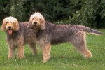 Photo Otterhound