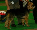 Photo Otterhound