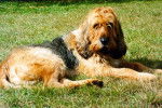 Photo Otterhound