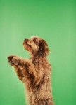 Photo Otterhound