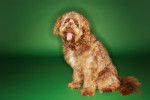 Photo Otterhound