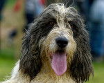 Photo Otterhound