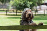 Photo Otterhound