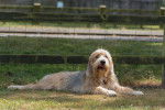 Photo Otterhound