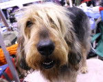 Photo Otterhound