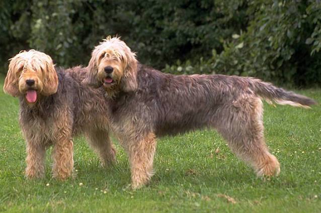 L'Otterhound