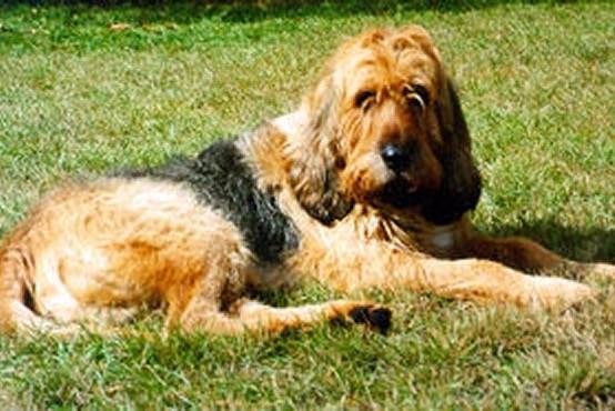 Photo Otterhound
