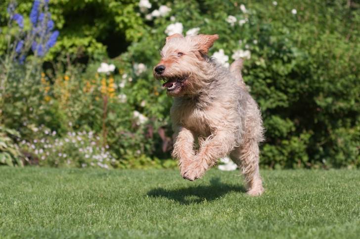 Un Chien de Loutre court dans un jardin