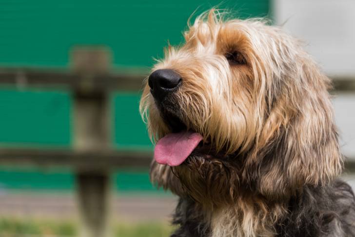 Photo Otterhound
