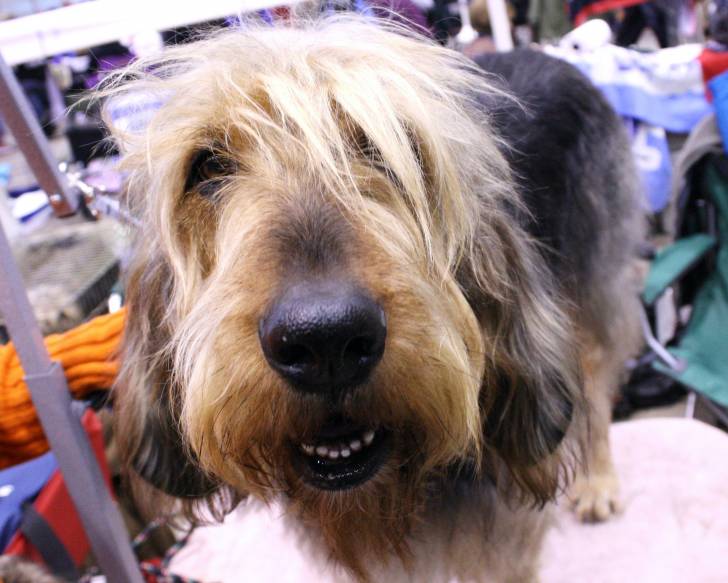 Photo Otterhound