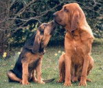 Saint Hubert - Saint-Hubert