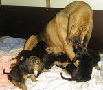 Amour maternel - Saint-Hubert