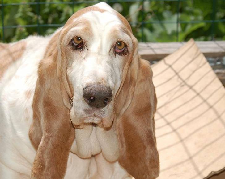 Le record du monde du chien avec les plus grandes oreilles
