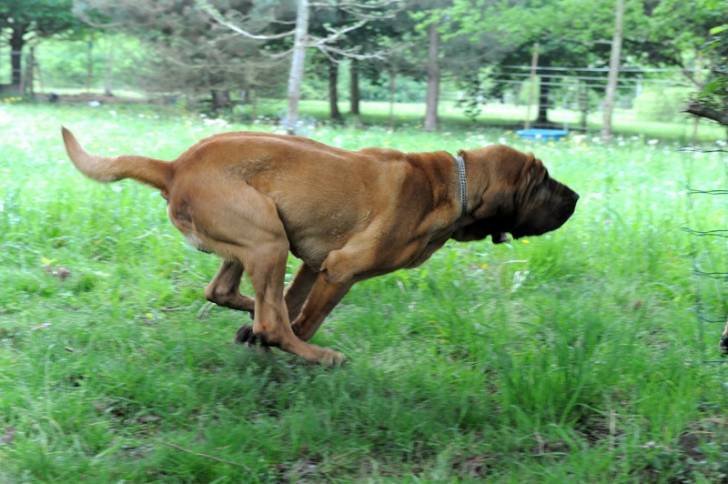 Un chien de Saint-Hubert en train de courir sur du gazon