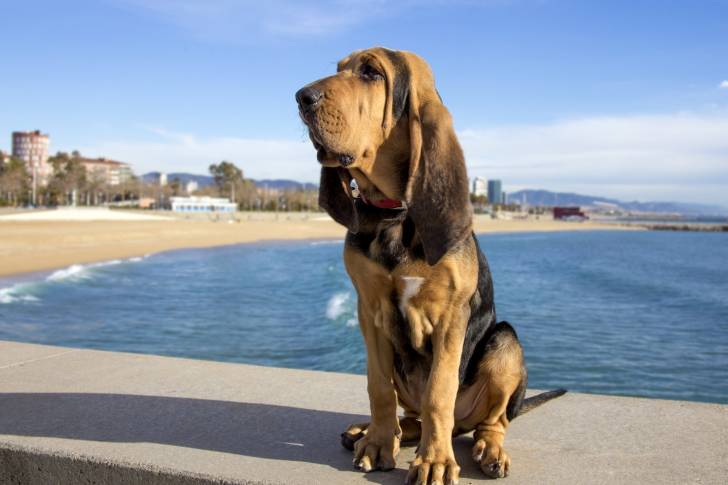 Un chien de Saint-Hubert assis au bord de l'eau