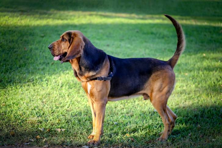 Un chien de Saint-Hubert de profil sur la pelouse