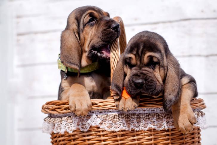 Deux jeunes chiens de Saint-Hubert assis dans un panier en osier