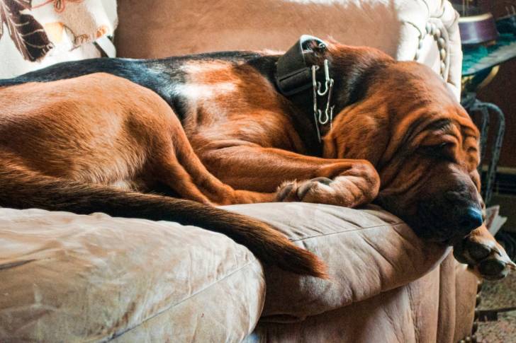 Un chien de Saint-Hubert allongé sur un canapé