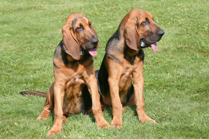 Deux chiens de Saint-Hubert assis dans l'herbe