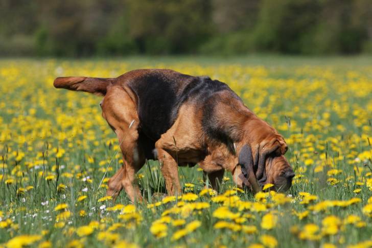 Un Chien de Saint-Hubert suit une piste dans un champ de fleurs jaunes