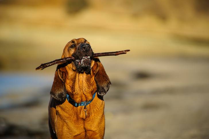 Un chien de Saint-Hubert mouillé qui tient un bâton dans sa gueule
