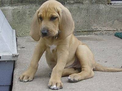 Penny - Saint-Hubert Femelle (10 mois)