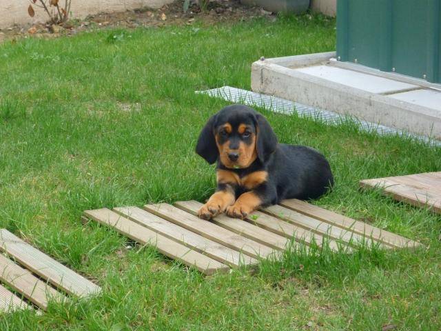 croisée Jagd Terrier et Saint Hubert , Moly - Saint-Hubert