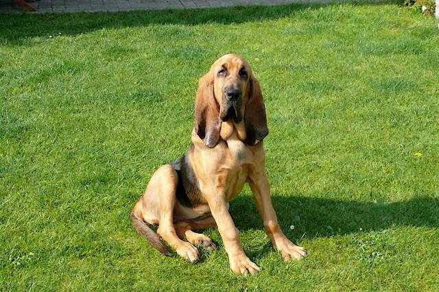 Heira, St-Hubert de 1 an - Saint-Hubert