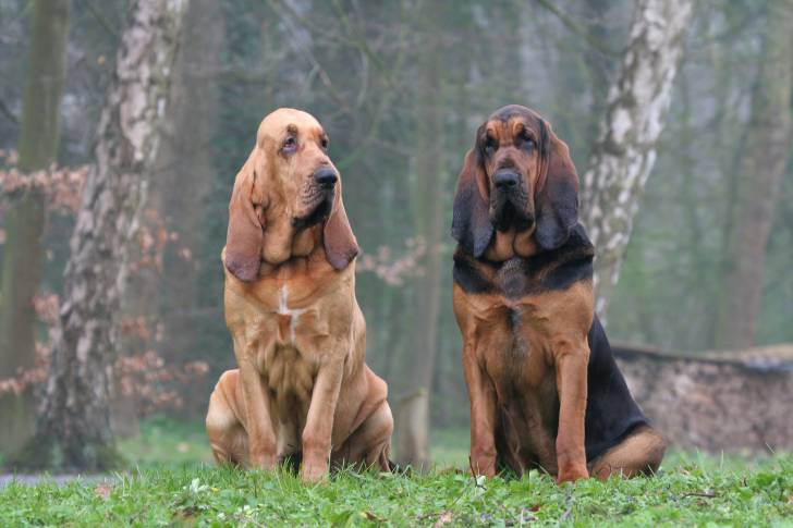 Deux chiens de Saint-Hubert assis dans l'herbe dans un jardin