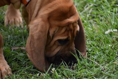 Un chien de Saint-Hubert en train de renifler une piste