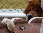 Chow - Chow Chow Mâle (11 ans)