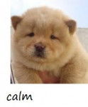 calm - Chow Chow Mâle (2 mois)