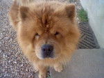 prospere - Chow Chow Mâle (7 ans)