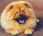 Chou - Chow Chow Mâle (6 ans)