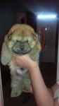 Oso - Chow Chow Mâle (3 mois)