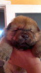 Oso - Chow Chow Mâle (3 mois)