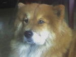 Lucky Star - Chow Chow (5 ans)