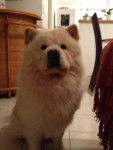 Daïshan de Heïlung Kiang - Chow Chow Mâle (4 ans)