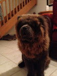 Geming du Chemin des Korrigans - Chow Chow (10 mois)