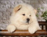 hermosos - Chow Chow Mâle (6 mois)