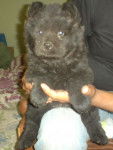 Blacky - Chow Chow Mâle (3 ans)