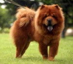 Fluffy - Chow Chow (5 ans)