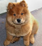 dorian - Chow Chow Mâle (6 mois)