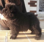 imiko - Chow Chow (3 mois)