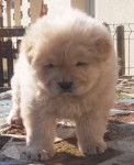 ipotam - Chow Chow (3 mois)