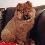 Daiyu - Chow Chow (1 an)