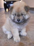 canelo - Chow Chow Mâle (11 mois)